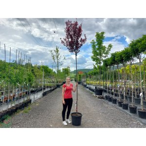 Slivka čerešňoplodá (Prunus cerasifera) ´PISSARDII´ - výška 340-360 cm, obvod kmeňa 8/10 cm, kont. C30L
